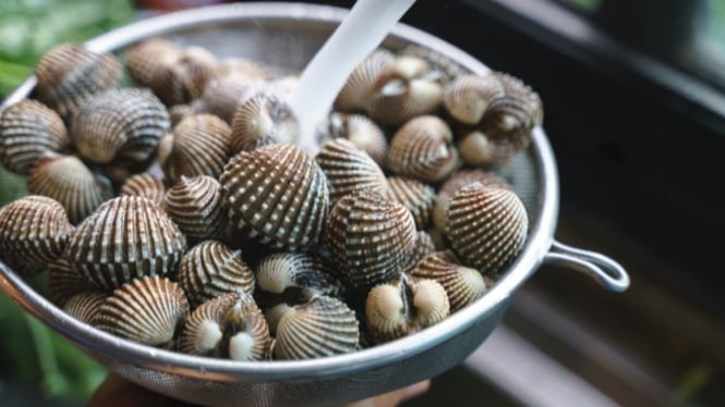 Kerang segar siap masak tanpa ribet
