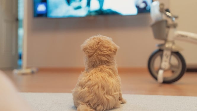 Anjing yang aktif, lebih tertarik pada visual seperti tampilan pada TV