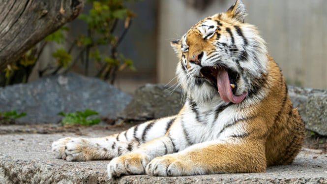 Harimau sedang menjilat tubuhnya