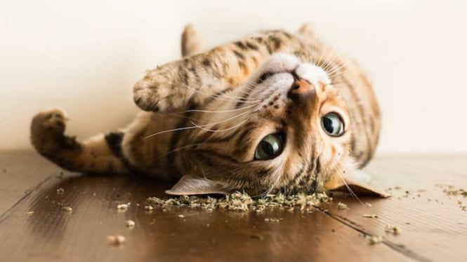 Kucing Dalam Efek Catnip
