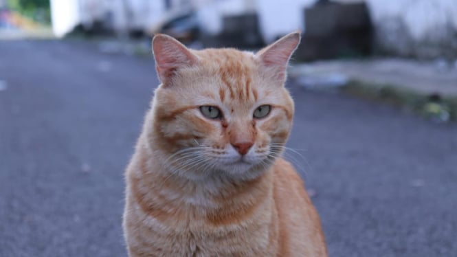 Kucing oren, yang sering dianggap sebagai kucing barbar