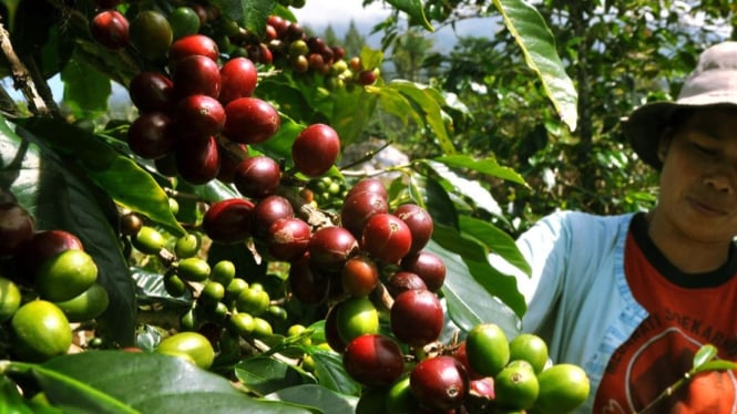 Menjemput fajar di antara biji kopi terbaik