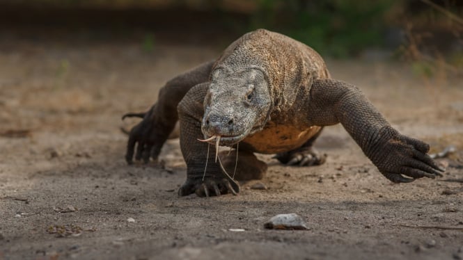 Komodo Dragon di Habitat Aslinya
