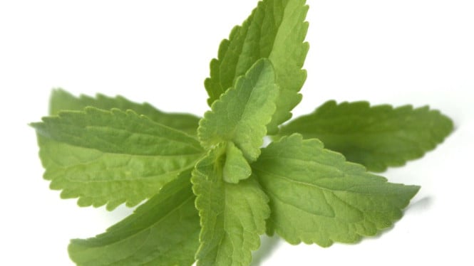 Stevia Rebaudiana