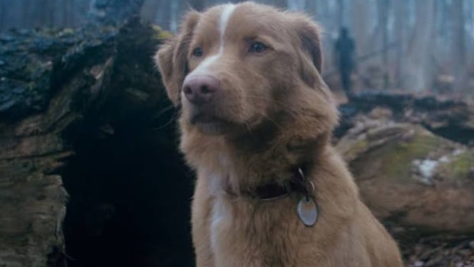 FIlm horor unik dari perspektif seekor anjing