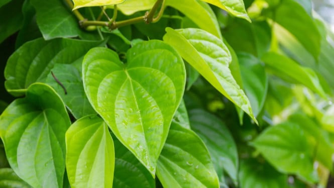 Daun sirih mampu menjadi obat alami dari batuk serta gatal-gatal