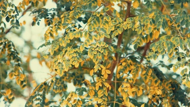 Manfaat Daun Kelor