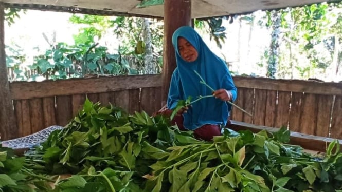 Ibu Rina saat mensortir Asitaba di Sembalun