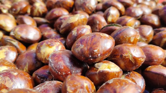 Jengkol mengandung beragam nutrisi