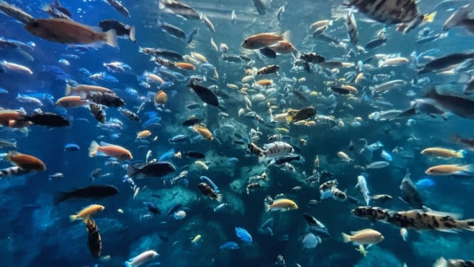 Ilustrasi ikan di laut.