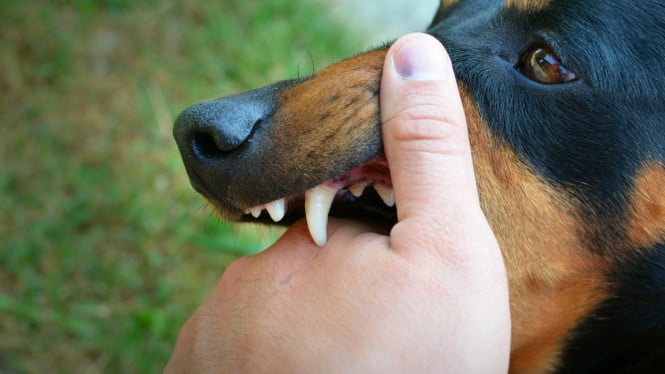 Waspada perilaku anjing rabies