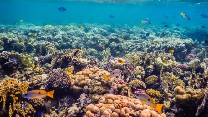 Indonesia dan surga tersembunyi bawah laut di Bali barat