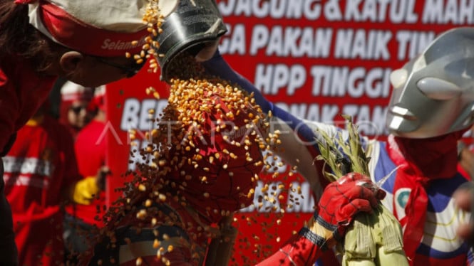 Demonstrasi peternak karena harga jagung melonjak