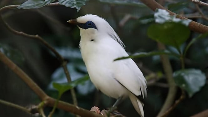 Hal yang Bisa Dilakukan di Taman Nasional Bali Barat