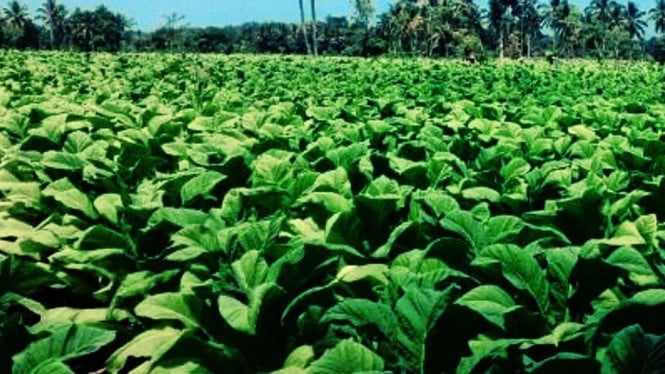 Salah satu Ladang Tembakau Petani di Daerah Sakra