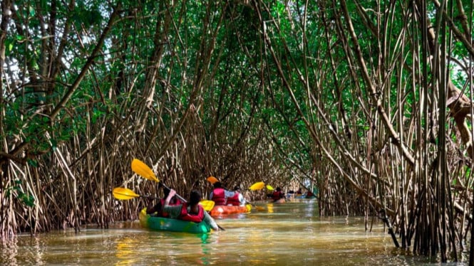 Cano Seru di Ekowisata Mangrove