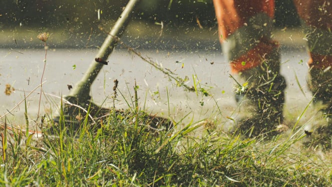 Kejuaraan memotong rumput di Jerman menjadi daya tarik tersendiri