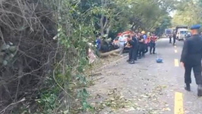 Petugas Gabungan mengevakuasi pohon tumbang