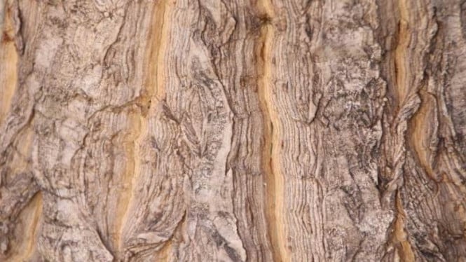 Baju Berbahan Dasar Kulit Kayu Khas Kalimantan