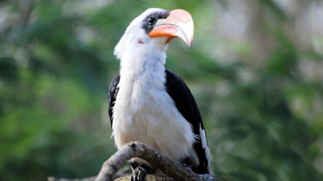 Burung Enggang Sebagai Simbol Identitas Dayak