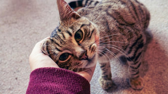 Bukan sekedar memelihara, kucing juga butuh perhatian