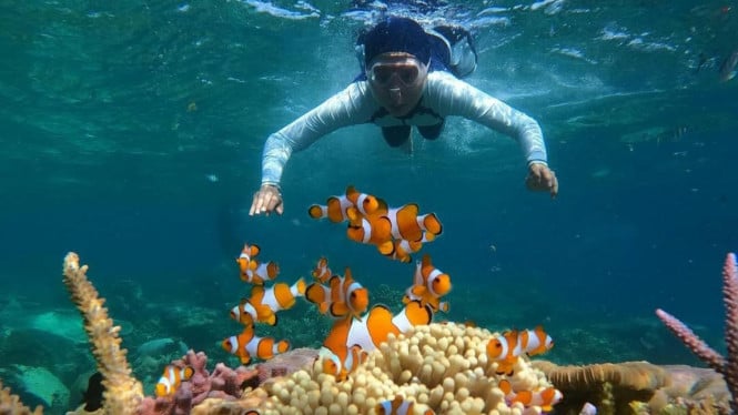 Menyelam di Karimun Jawa