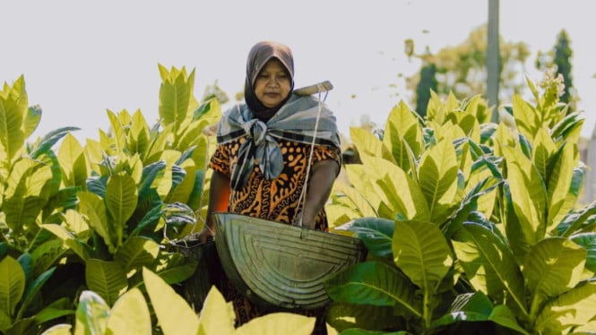 Keunggulan tembakau cerutu Jember di pasar global.