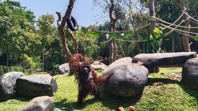 Orang Utan berusia 48 tahun di Bali Zoo