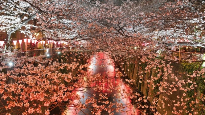 Ilustrasi tradisi hanami Foto oleh Evgeny
