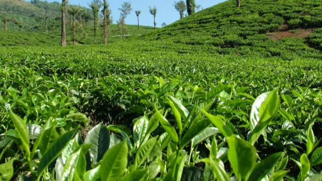Hamparan perkebunan teh yang hijau subur.