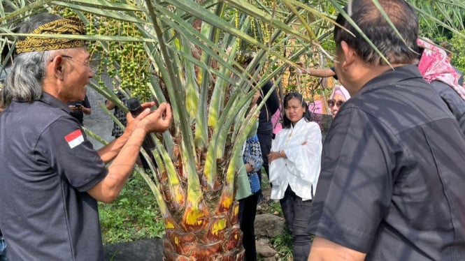 Kunjungan DPD RI dan Brida NTB ke perkebunan kurma Lombok Utara