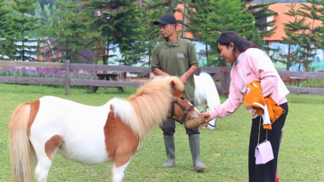 Aktivitas feeding animal di Bali Farm House