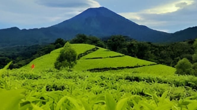 Potret keindahan wisata kebun teh Kaligua