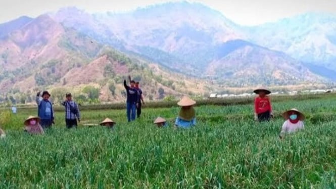 Petani Bawang Putih Sembalun