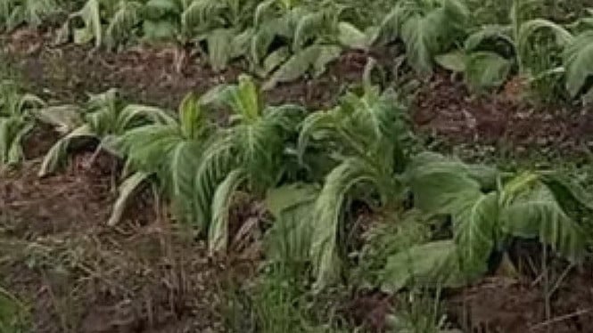 Kondisi Tanaman Tembakau Petani di Lombok timur.