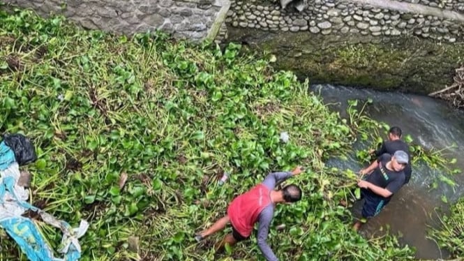 Tim PUPR Badung, Bali membersikan eceng gondok di aliran air sungai
