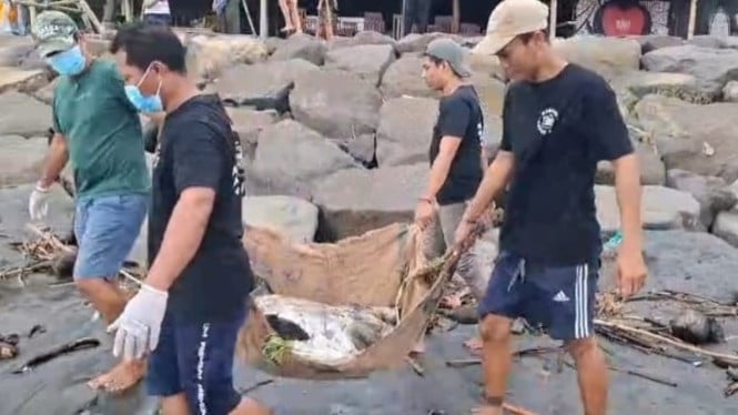 Warga Temukan Bangkai Penyu Lekang di Pantai Perancak
