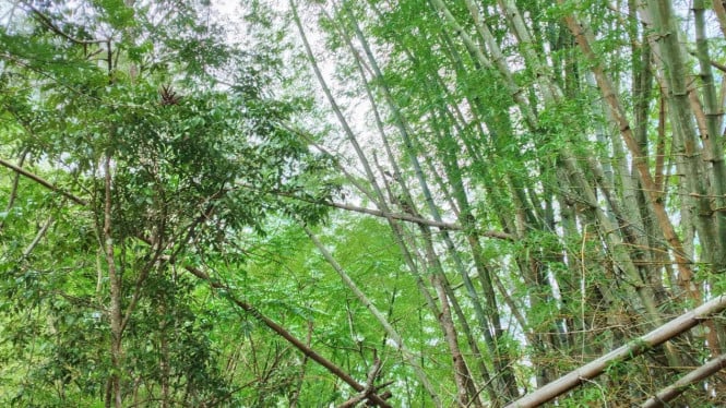 Hamparan bambu di Bumi Bambu Baturraden menjadi ikon wisata