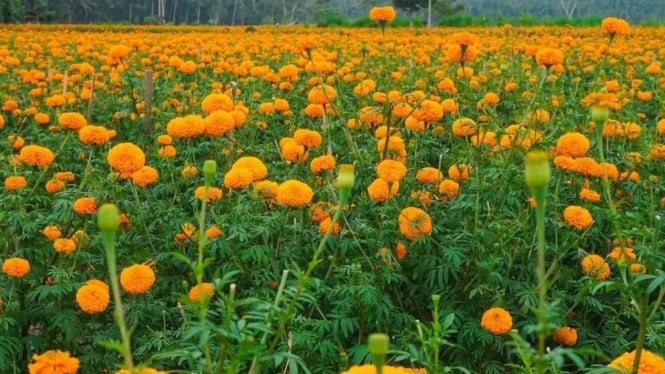 Pemandangan kebun bunga gemitir