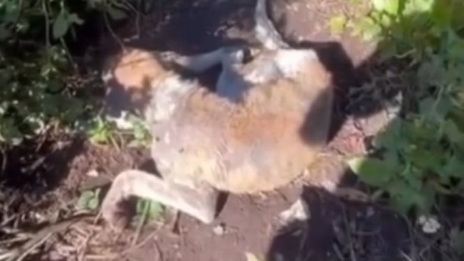 Kasus Gigitan Anjing Meningkat, Dinkes Tabanan Beraksi
