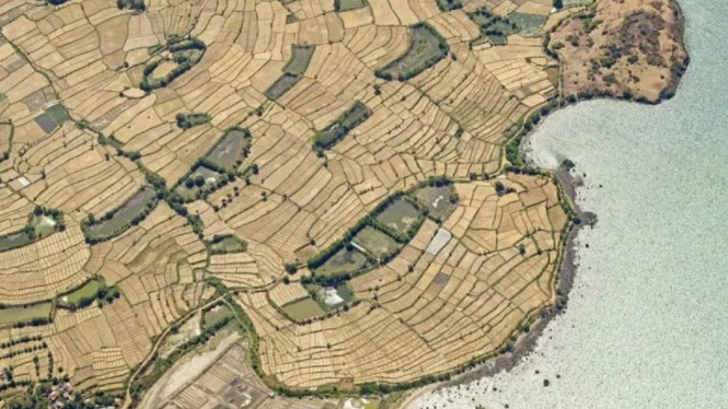 Kawasan persawahan yang mengering di Lombok Timur