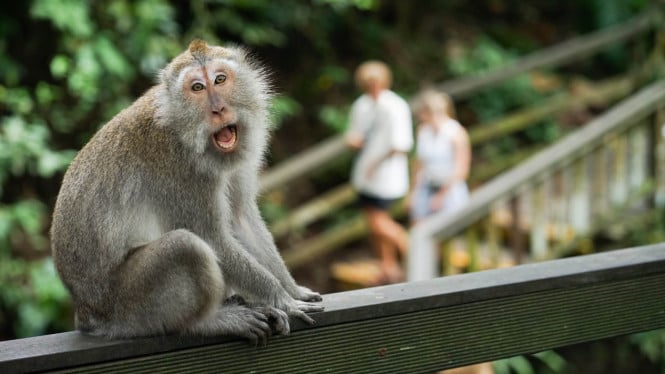 Seorang wisatawan asing digigit monyet di Monkey Forest