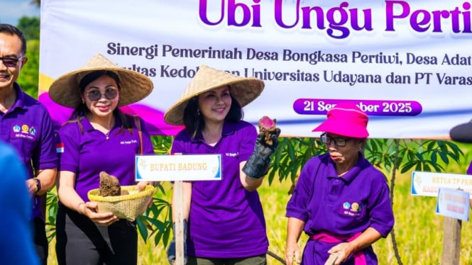 Panen Perdana Ubi Ungu bersama lansia Desa Bongkasa