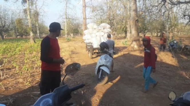 Pemanenan buah kapuk di lahan milik Kemenhut di Wongsorejo