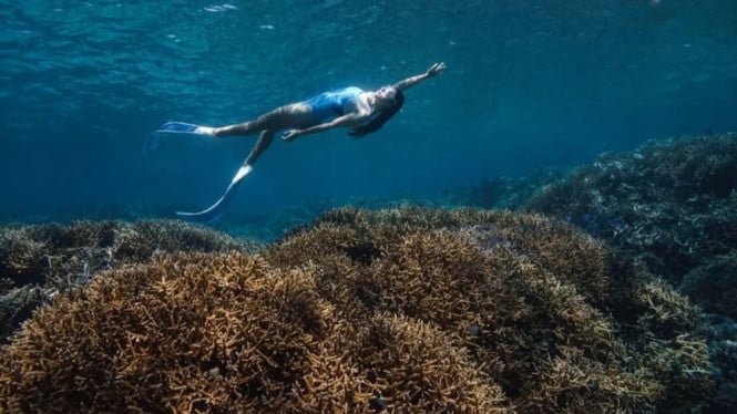 Keindahan Bawah Laut Bunaken.