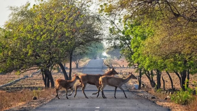 Momen satu keluarga rusa berkeliaran di Savana Bekol