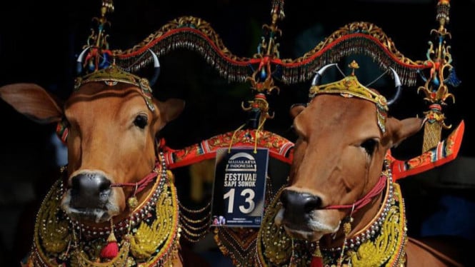Tradisi Sapi Sonok Madura
