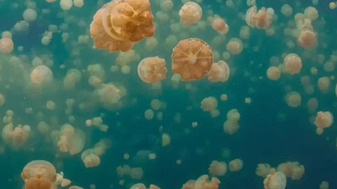 Ubur-Ubur di Pulau Kakaban, Kalimantan Timur