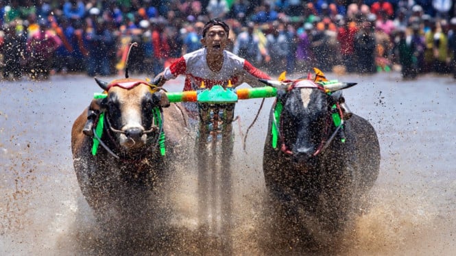 Karapan Sapi di Madura