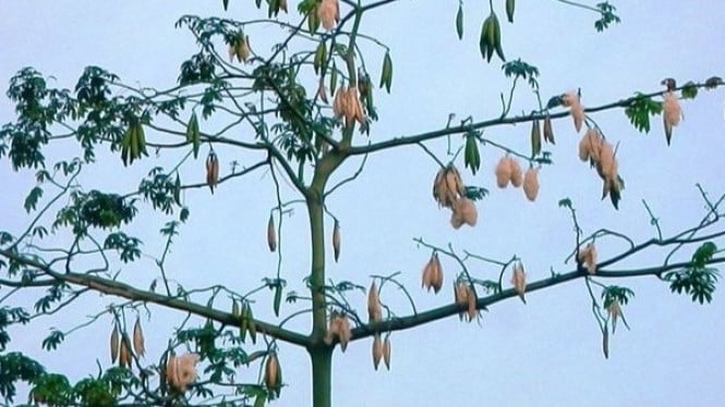 Buah kapuk, komuditi yang menarik minat pasar